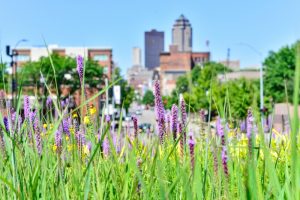 spring-flowers-with-urban-view-in-the-background